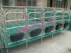 河北省泊頭市福臨養豬設備廠供應母豬產床，保育床，限位欄