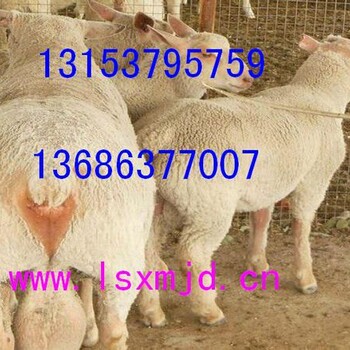纯种杜泊羊养殖技术杜泊羊养殖技术杜泊羊养殖品种杜泊羊养殖效益分析