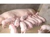 猪场大量出售三元杂交苗猪