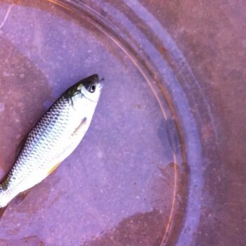宜都市清江名優(yōu)魚良種場(chǎng)