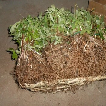 福建中藥材種植福建白芨種苗
