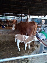 内蒙肉牛基础母牛品种肉牛育肥小公牛犊价格肉牛怀孕母牛价格