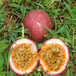 广西百香果批发种植,百香果种植基地,有机水果批发