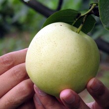 2017年鲜绿宝石梨已成熟永诚果业丰水梨、黄金梨、皇冠梨、鸭梨、山东梨图片