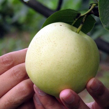 2017年鲜绿宝石梨已成熟永诚果业丰水梨、黄金梨、皇冠梨、鸭梨、山东梨