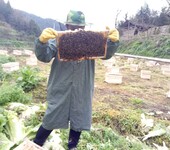贵州蜂盛蜜蜂养殖有限公司贵州蜜蜂贵州蜜蜂养殖贵州蜜蜂养殖基地
