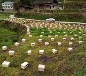 贵州蜂盛蜜蜂养殖有限公司贵州蜜蜂养殖基地贵州中蜂养殖基地