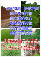 畜牧草种子价格图片
