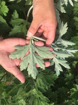 艾草種植誠(chéng)招種植戶(hù)暨合作商