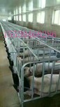 母猪产床分娩单体双体母猪产床母猪定位栏养猪设备图片2