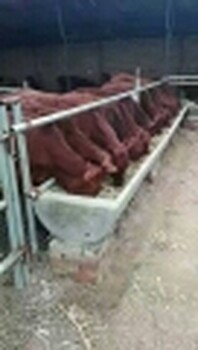 西门塔尔品种肉牛养殖