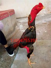 常年出售越南斗雞，中原斗雞，泰國斗雞。圖片