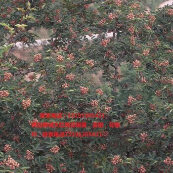 陜西大紅袍黃蓋花椒苗陜西花椒種子陜西獅子頭花椒苗陜西山楂苗陜西火葫蘆柿子苗）