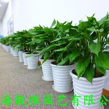 北京崇文区绿植租摆服务