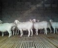天津肉羊种羊价格