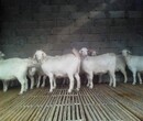 湖北襄阳肉羊品种图片