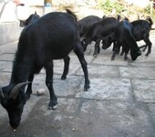 黑山羊活体小羊羔肉羊30-80斤羊成年羊种羊黑山羊苗羊肉批发