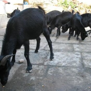 黑山羊的价格哪里有卖黑山羊和波尔山羊的肉羊多少钱一只