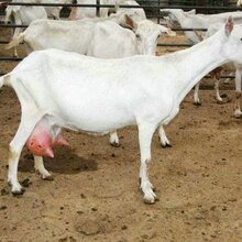 厂家直销肉羊萨能奶山羊品种质量好奶汁产量高山羊多胎耐粗饲图片