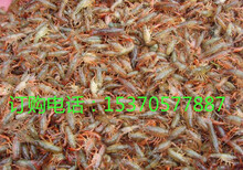 威海小龙虾多少钱一斤图片1