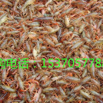 六盘水小龙虾多少钱一斤