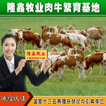 西门塔尔肉牛犊改良黄牛犊利木赞小肉牛免费运输图片2