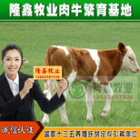 西门塔尔肉牛犊改良黄牛犊利木赞小肉牛免费运输图片0