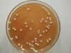 山东微生物有机肥发酵剂地衣芽孢杆菌