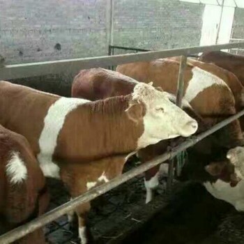 大型出售品种肉牛牛犊养殖