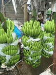 云南香蕉供货图片4