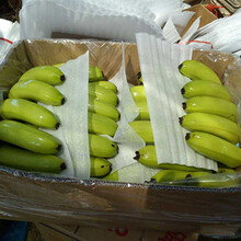 香蕉基地常年发货图片