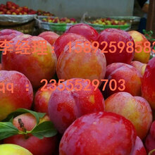 贵州秋红李种植特性。遵义秋红李苗批发,贵阳秋红李苗圃基地图片