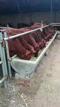 大型西门塔尔肉牛养殖