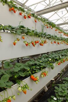 现代农业草莓立体种植槽无土栽培槽草莓基质槽