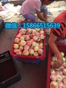 山东潍坊红嘎啦苹果产地