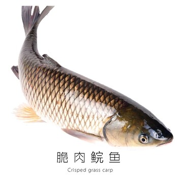 中山脆鯇魚