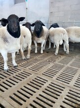 清水河县纯种杜波羊规模养殖纯种杜波羊养殖技术