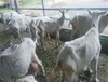 关中奶山羊养殖基地