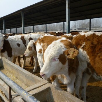 西门塔尔牛的价格市场价是多少一斤