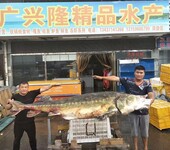 郑州四海美来鲟鳇鱼鲟鱼批发大小不等