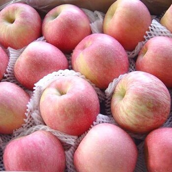 山东万亩苹果上市条纹冰糖心红富士苹果新价格