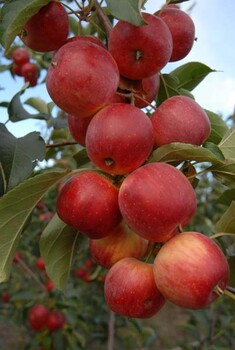 河北承德围场金红苹果（123）、沙果、香果大量上市