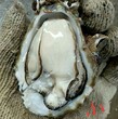 北京生蚝批发电话净化生蚝批发湛江生蚝养殖场。