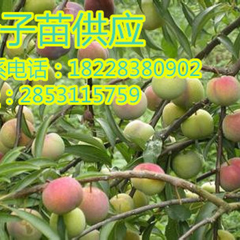 青脆李適合在自貢種植嗎