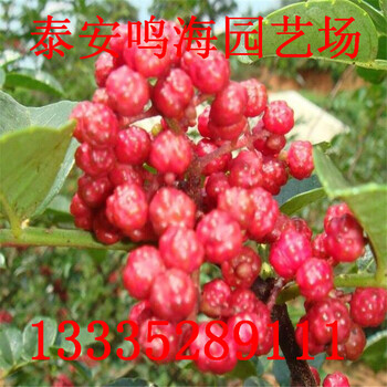 花椒苗多少錢一棵