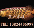 四川哪里有賣龍魚金龍魚好養嗎龍魚一條多少錢皇威水族