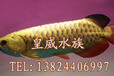 贵州哪里有渔场卖龙鱼贵州什么地方有大型批发龙鱼市场
