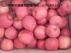 今年山东红富士苹果产量大增.供应价格跟去年持平