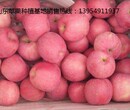 水晶红富士苹果供应山东苹果销售