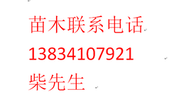 侧柏树苗50公分侧柏苗60公分侧柏苗1米侧柏苗图片0